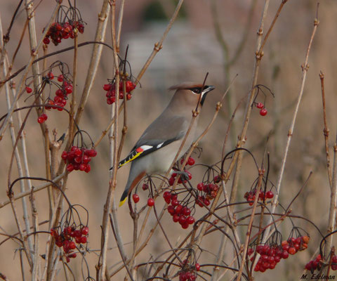 Pestvogel