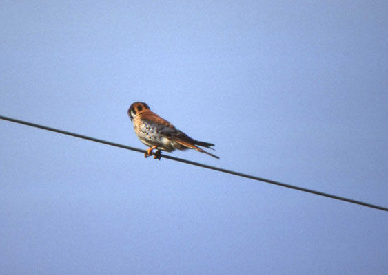 American Kestrel