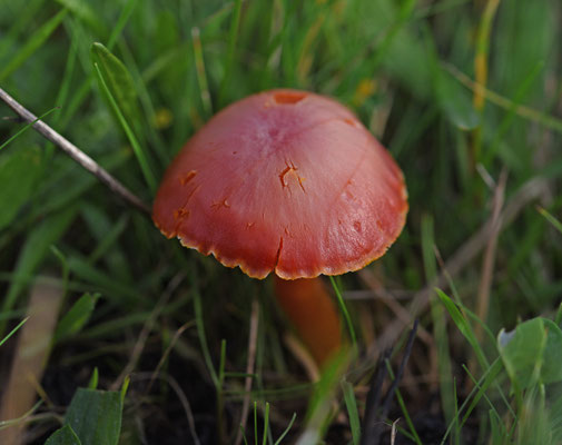 Hygrocybe splendidissima - Klaprooswasplaat