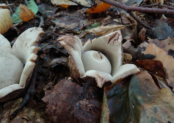 Gekraagde aardster