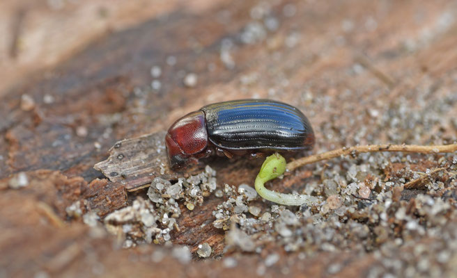 Neomydia haemorrhoidalis (vrouw)