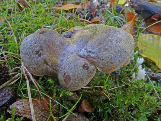 Lactarius fluens - Beukenmelkzwam