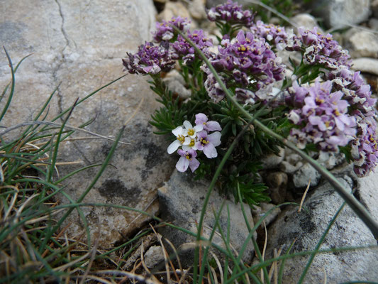 Thlaspi cepaeifolium