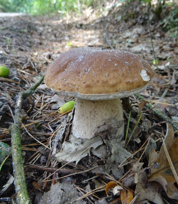 Boletus reticulatus - Vroeg eekhoorntjesbrood