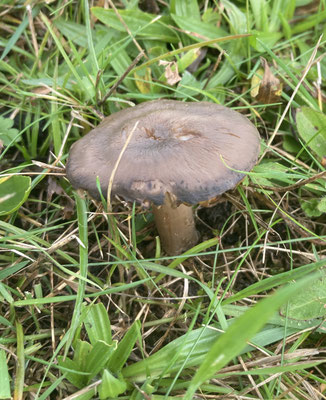 Dermaloma spec - Barsthoed spec.