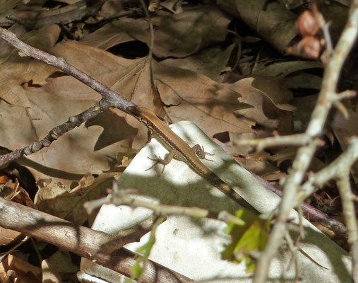 Podarcis muralis