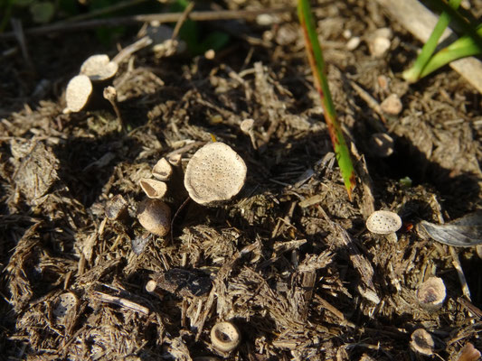 Poronia punctata - Grote speldenprikzwam
