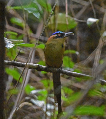 Amazonian Motmot