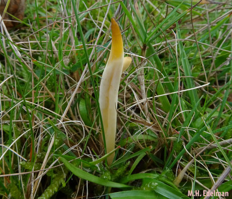 strogele knotszwam