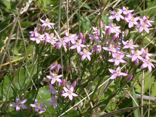 Centaurium erythraea - Echt duizendguldenkruid
