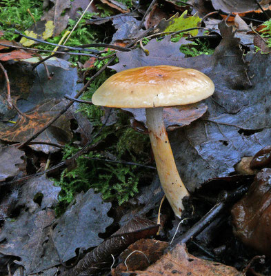 Cortinarius delibutus - Okergele gordijnzwam