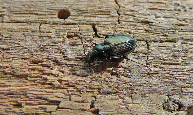 Agonum muelleri