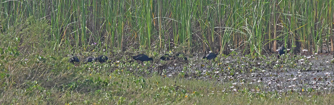 Porphyrio porphyrio - African_Purple Swamphen