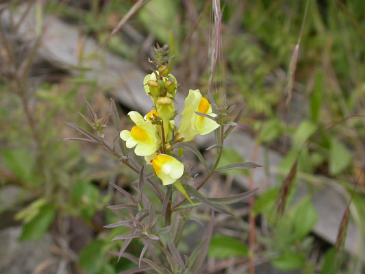 Linaria vulgaris - Vlasbekje