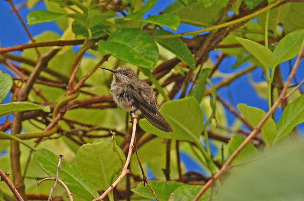 Ruby-topaz Hummingbird