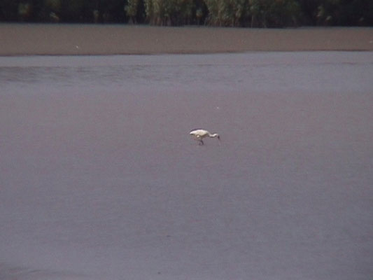 African spoonbill