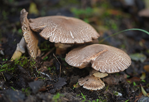 Kraagchampignon