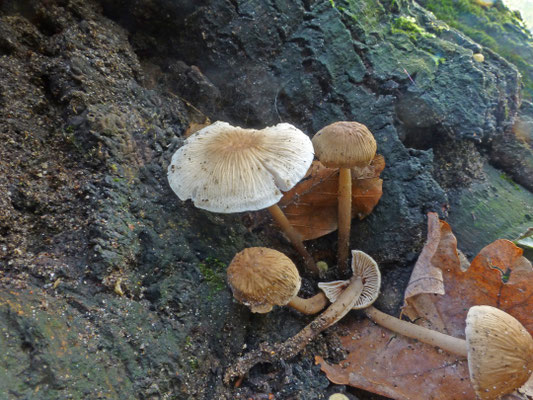 Collybia fusipes - Spoelvoetcollybia