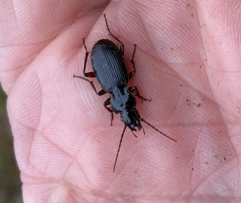 Pterostichus macer - Platte zwartschild