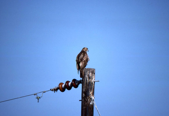 Cooper's Hawk