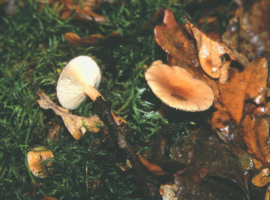 Lactarius thejogalus - Rimpelende melkzwam