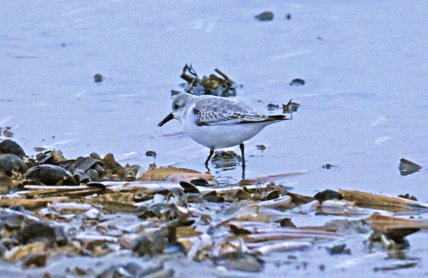 Drieteenstrandloper