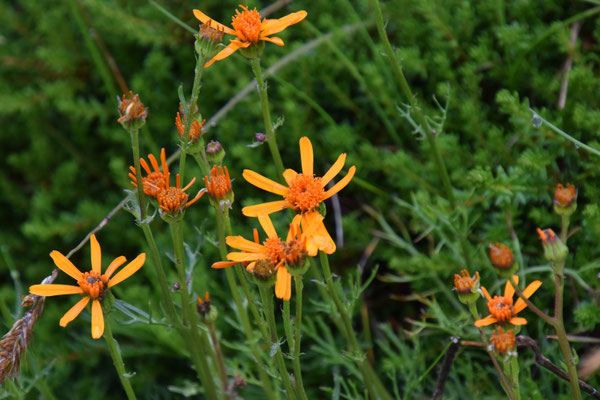 Senecio abrotanifolius