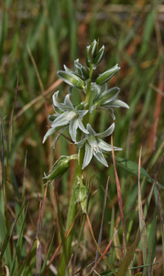 Knikkende vogelmelk