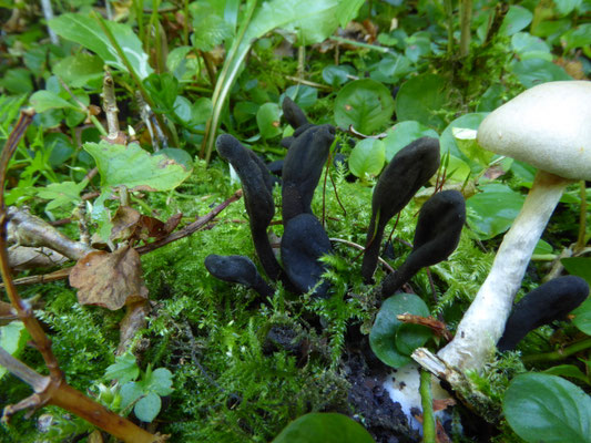 Trichoglossum hirsutum - ruige aardtong