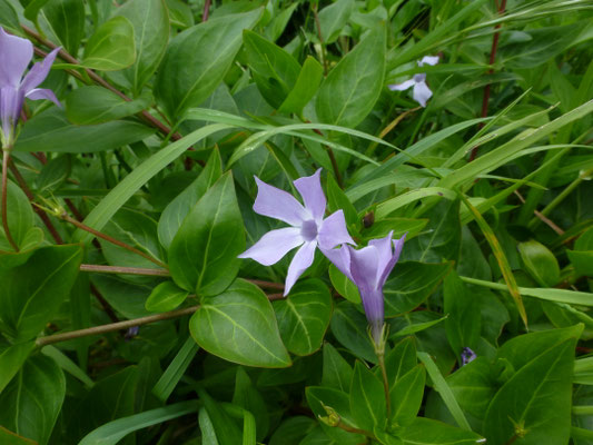 Vinca major - Grote maagdenpalm