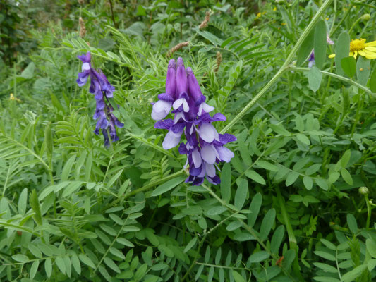 Vicia villosa - Bonte wikke