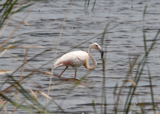 Europese Flamingo