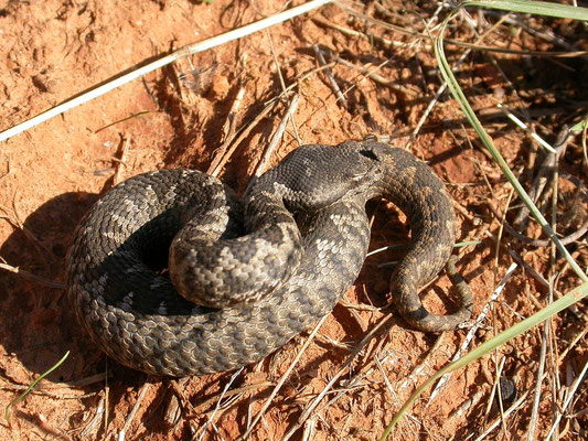 Vipera ammodytes (zandadder)