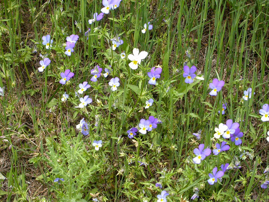 Viola tricolor - Driekleurig viooltje