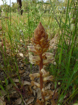 Orobanche rapum-genistae - Grote bremraap