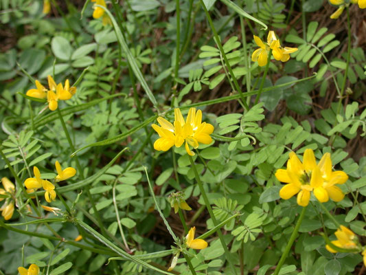 Coronilla valentina