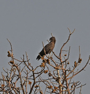 Circaetus cinereus - Brown Snake-Eagle