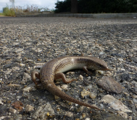 Chalcides ocellatus