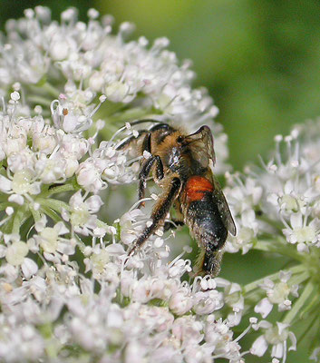 Andrena rosae - Roodrandzandbij
