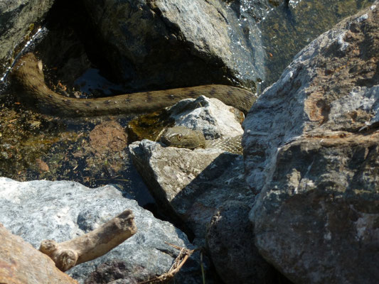 Natrix tesselata