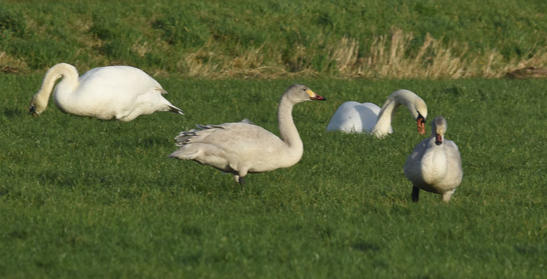 Kleine Zwaan