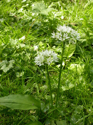 Allium ursinum - Daslook
