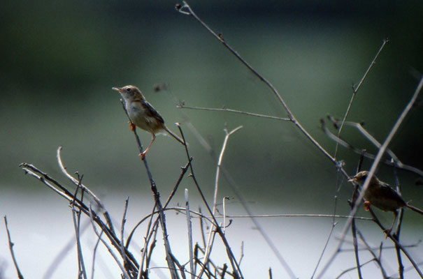 Golden-headed Cisticola