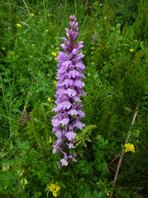 Dactylorhiza fuchsii - Bosorchis