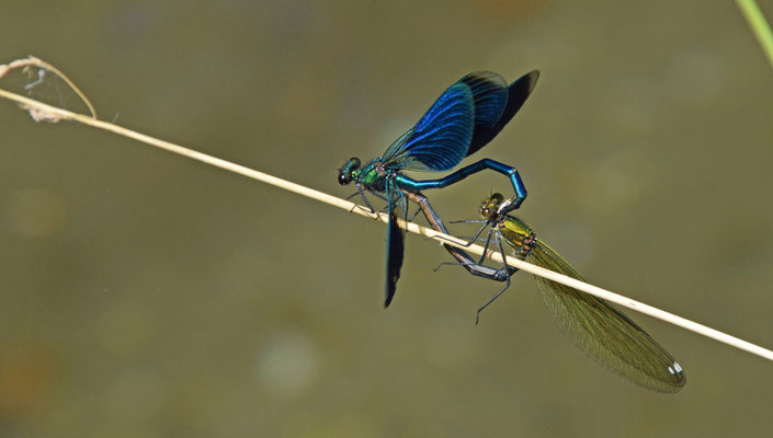 Weidebeekjuffer (Calopteryx splendens)