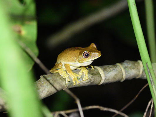 Boana semilineata