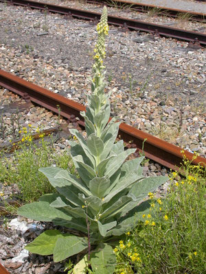 Verbascum thapsus - Koningskaars