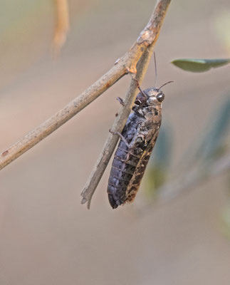 Calliptamus spec.