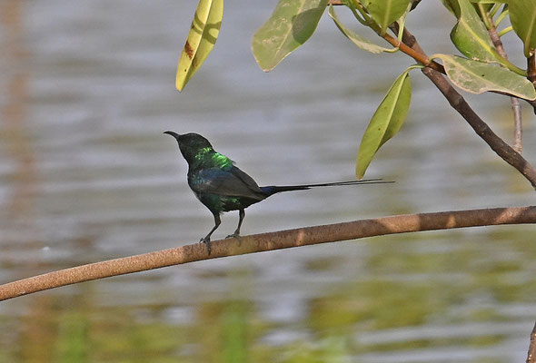 Nectarinia coccinigaster - Splendid Sunbird