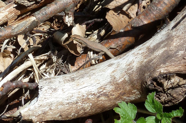 Podarcis muralis